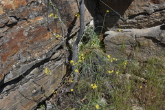 Sisymbrium linifolium