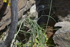 Sisymbrium linifolium