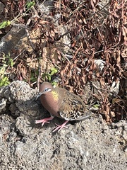 Zenaida galapagoensis