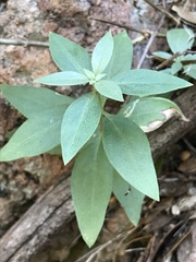 Bouvardia ternifolia