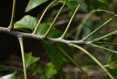Ganophyllum falcatum