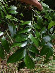 Ganophyllum falcatum