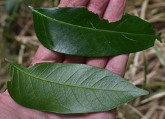 Ganophyllum falcatum