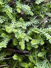 Selaginella apoda