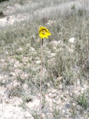Calochortus barbatus
