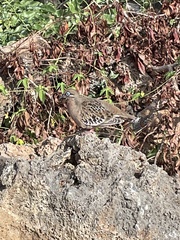 Zenaida galapagoensis