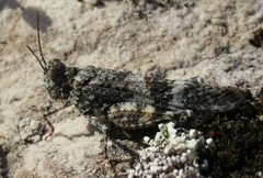 Oedipoda coerulea