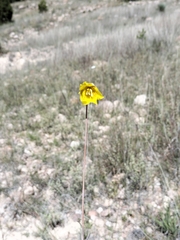Calochortus barbatus