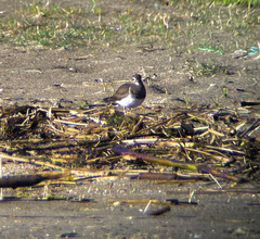 Charadrius modestus