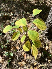 Styrax grandifolius