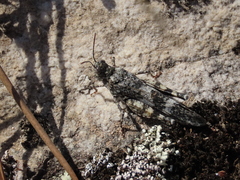 Oedipoda coerulea