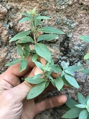 Bouvardia ternifolia