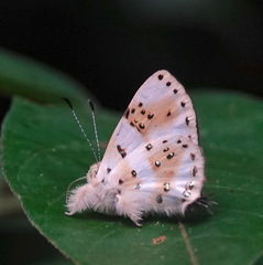 Anteros chrysoprasta