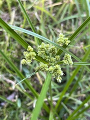 Cyperus entrerianus