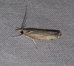 Parapediasia decorellus