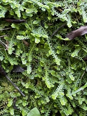 Selaginella apoda