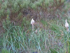 Asphodelus albus