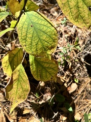 Styrax grandifolius