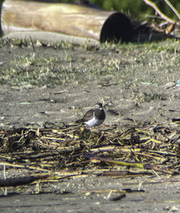 Charadrius modestus