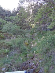 Asphodelus albus