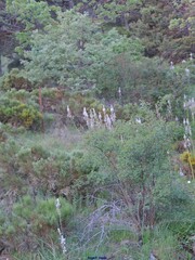Cytisus oromediterraneus