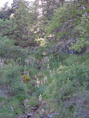 Asphodelus albus