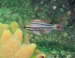 Ostorhinchus limenus