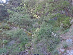 Cytisus oromediterraneus