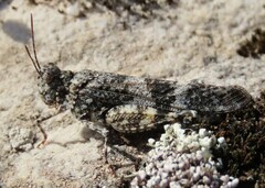 Oedipoda coerulea