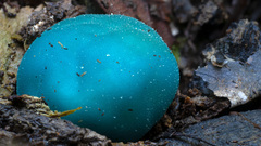 Coprinopsis pulchricaerulea