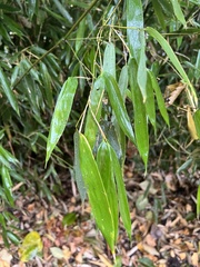 Bambusoideae