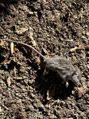 Muroidea