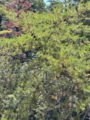 Pinus virginiana
