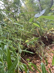 Bambusoideae