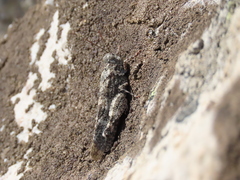 Oedipoda coerulea