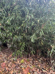 Bambusoideae