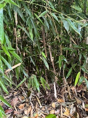 Bambusoideae