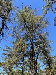 Pinus virginiana