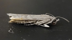 Cactobrosis fernaldialis