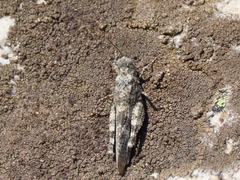 Oedipoda coerulea