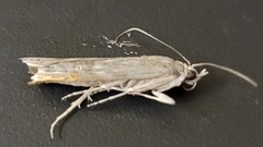 Cactobrosis fernaldialis