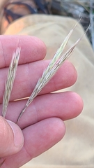 Andropogon ternarius