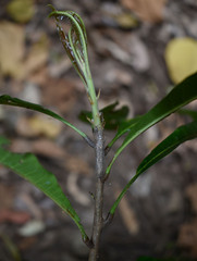 Buchanania arborescens