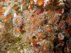 Corynactis californica