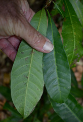 Buchanania arborescens