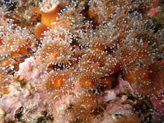 Corynactis californica