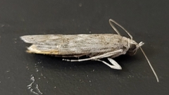 Cactobrosis fernaldialis