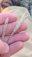 Andropogon ternarius