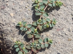 Euphorbia serpens