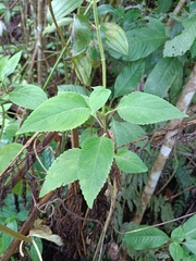 Coleus scutellarioides
